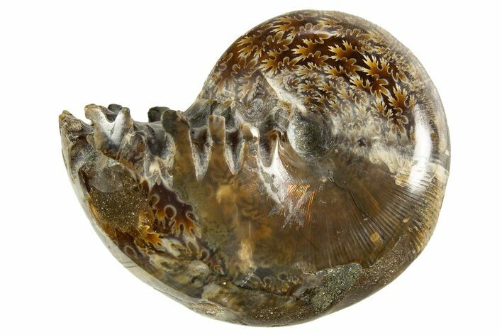 Polished Ammonite (Phylloceras) Fossil - Madagascar #327784